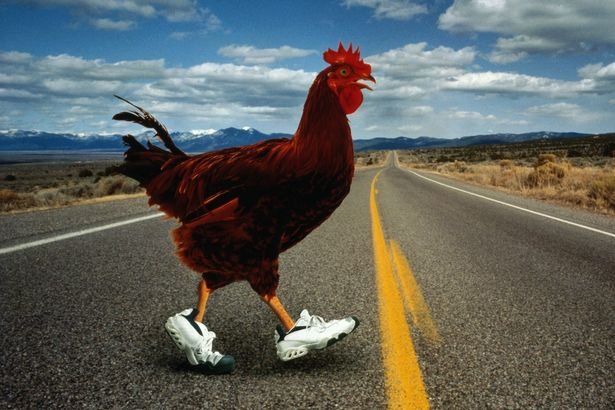 Image: Een Gokspel met een Vechtende Haan: Bekijk de Demo van de Chicken Road Gokkast!